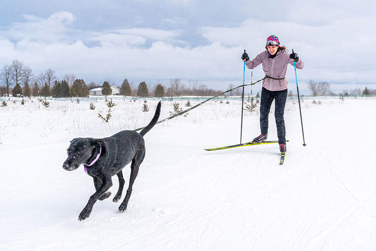 smiling woman skijoring with a black dog in winter