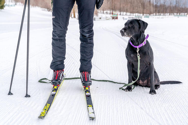person stands with dog in winter ready for skijoring