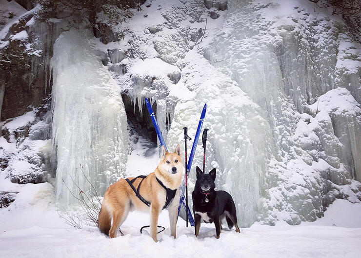 two dogs harnessed for skijoring stand in front of an ice fall in winter