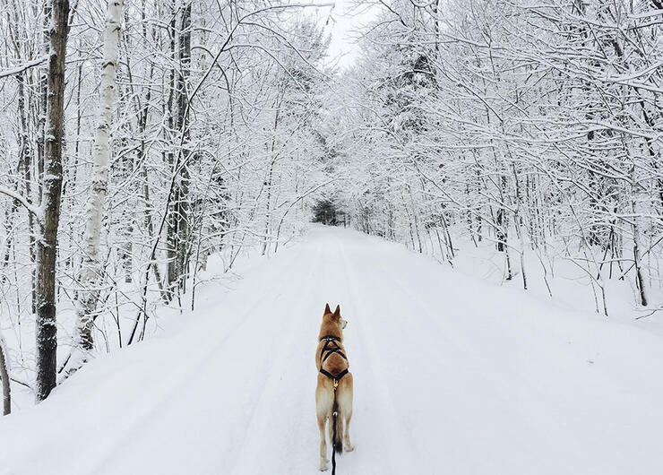 skier's eye view of a dog harnessed for skijoring on a snowy winter path
