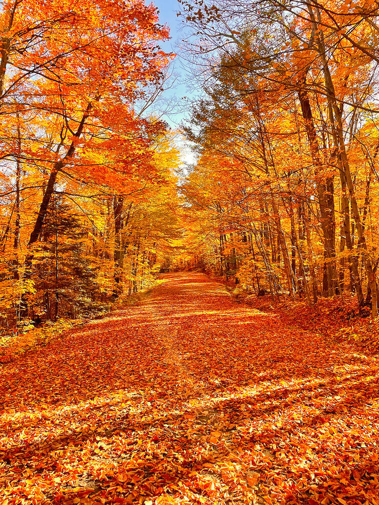 Fall colours in Mississagi Provincial Park