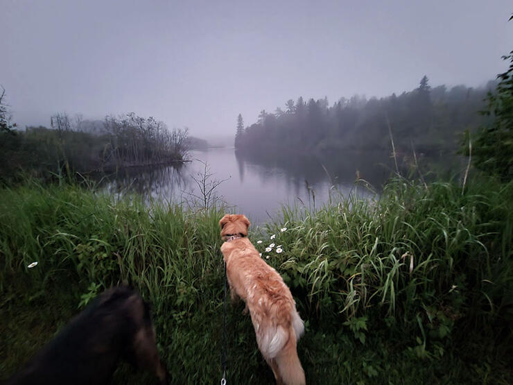 a dog approaches the water on a misty day at Serpent River