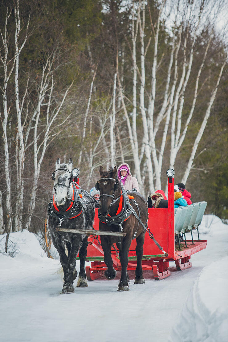 horse-drawn winter sleigh ride on a trail beside a forest