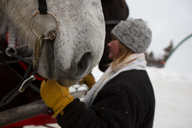 woman getting horses ready for a winter sleigh ride