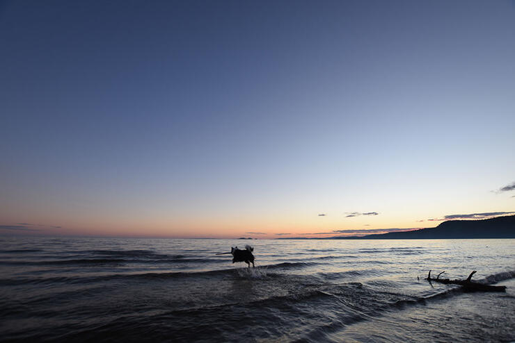 Sunset swim for a four-legged friend in Neys Provincial Park