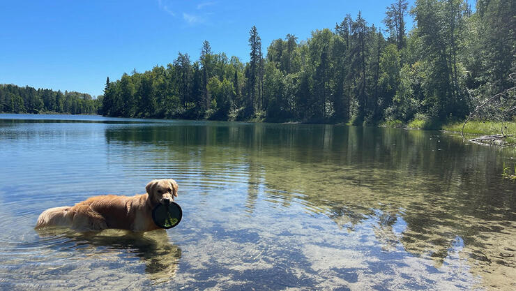 dog holds frisbee in its mouth in the water at Kettle Lakes