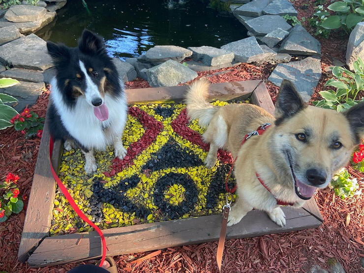 two dogs sit on a welcome mat at KOA campground