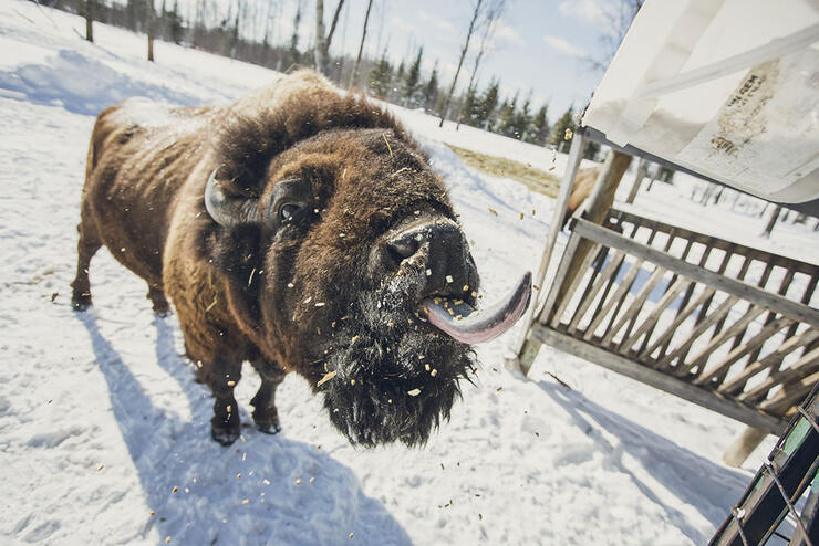 Bison sticks out its tongue at a wildlife sanctuary in winter