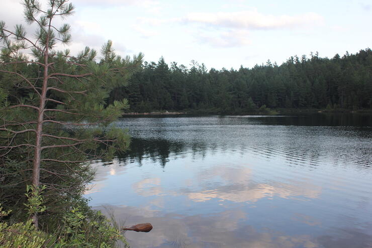 Calm lake surrounded by trees