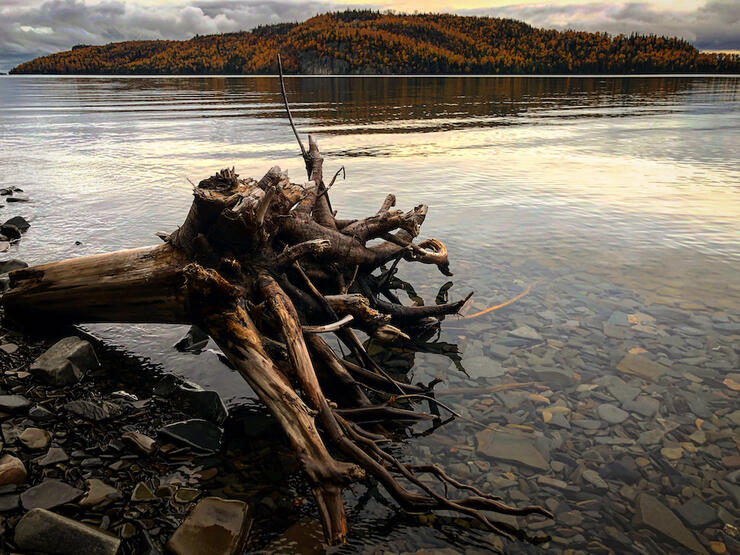 Tree stump sits at water's edge at a lake with a hilly far shore