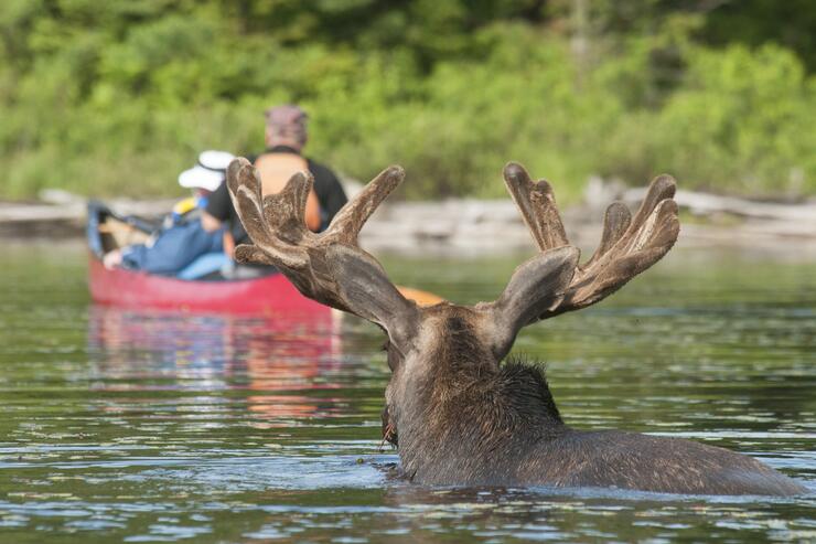 A moose in the water looks after a red canoe.