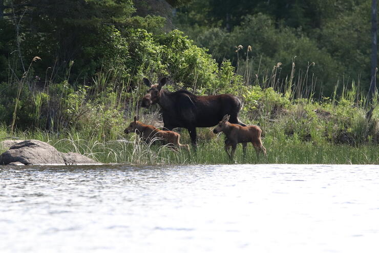 Mother and baby moose stepping out of the water.