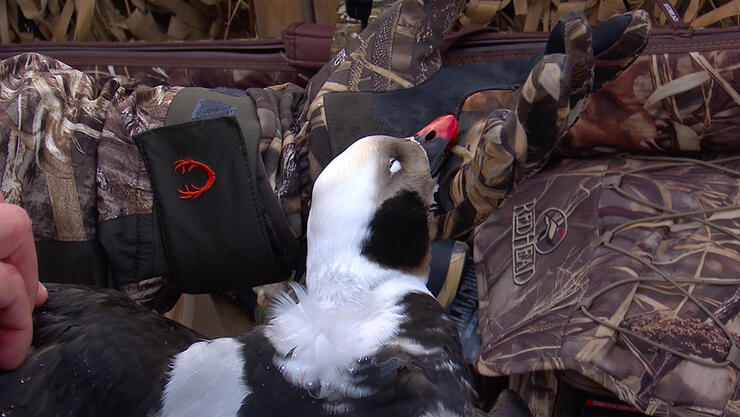 Diver Duck Hunting in Southern Ontario's Prince Edward County