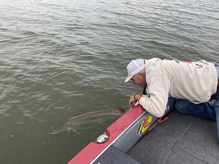 angler releasing musky into water