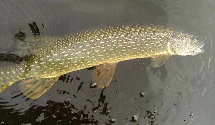 northern-pike-3