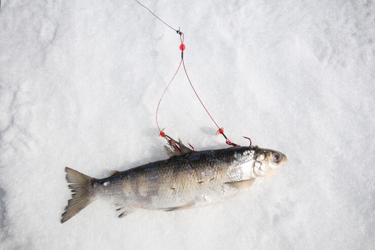 This is how I made my homemade Predator rigs for this upcoming ice fishing  season. 