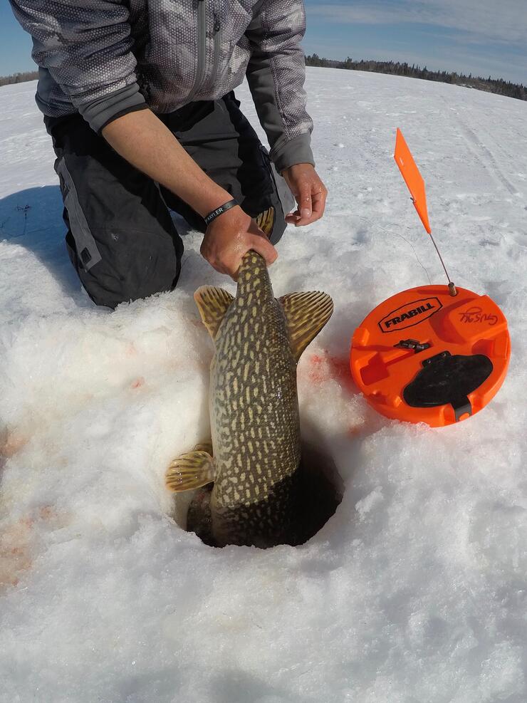 BIG PIKE in a TINY POND on the TIP UP-Ice Fishing#shorts 