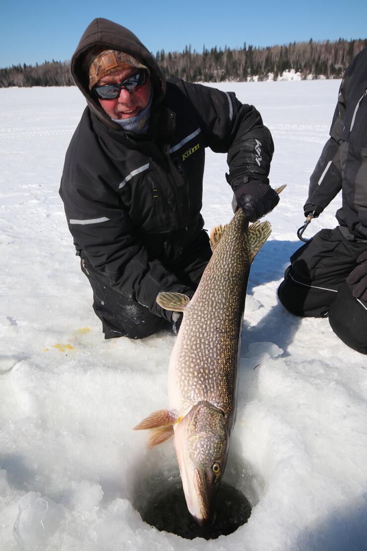 Dead Pike On Ice From Above Close To A Hole In The Ice Prepared