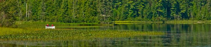 Canoeists paddling in marsh 