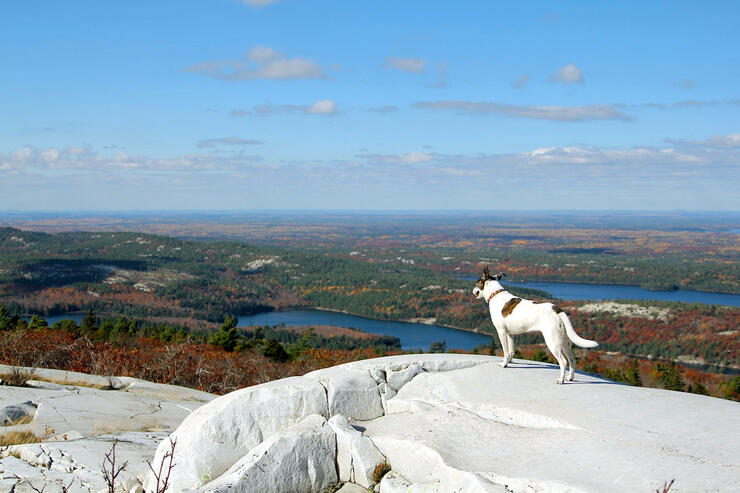 Dog standing on white rock of Silver Peak looking a view. 