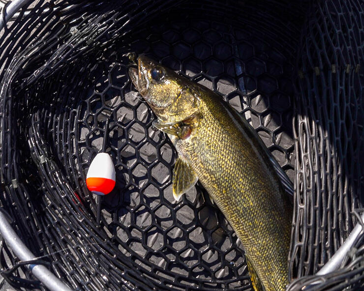 slip float walleye