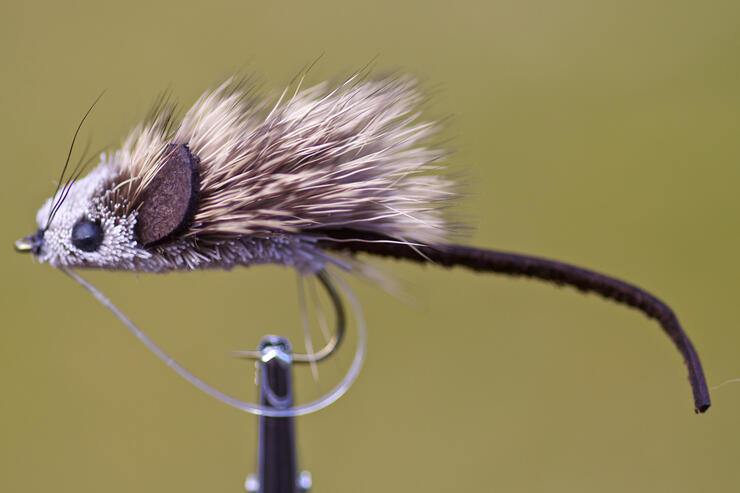 Fly Fishing for Brook Trout is Magical