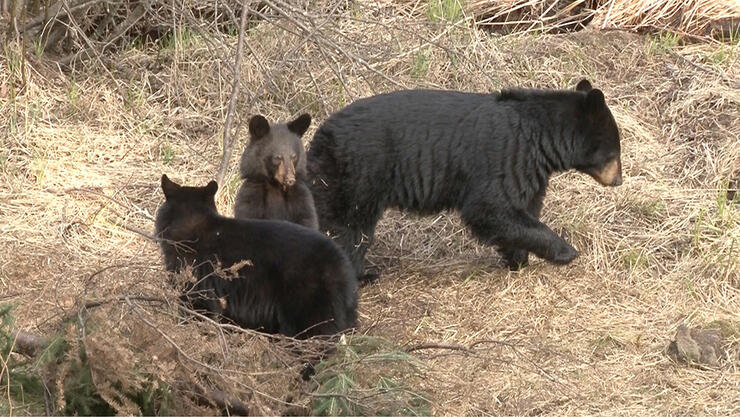 Bear and her cubs