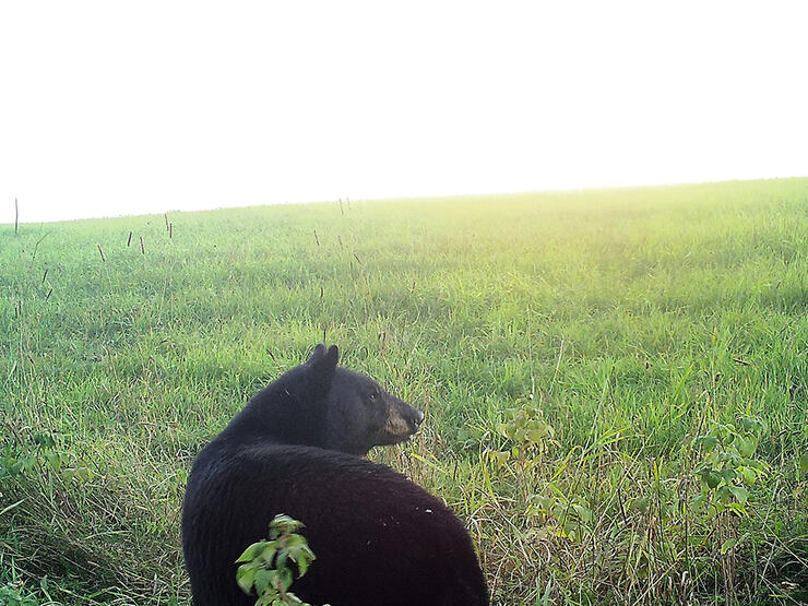 stalking-bear