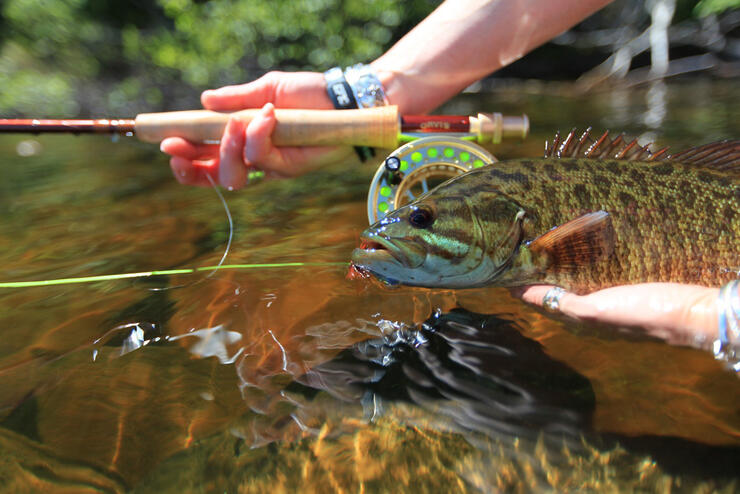 Subsurface Smallmouth On A Fly