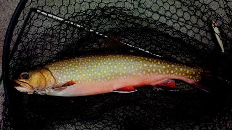 brook trout in a net