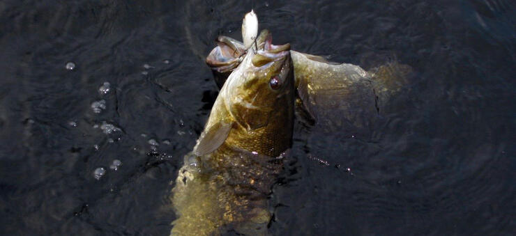 Smallmouth Bass on a Pond Outdoor Garden Flag 18 x 12.5