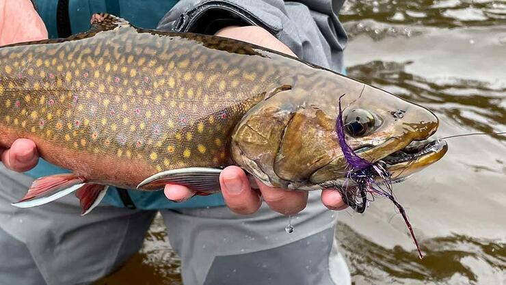 Brook Trout on the Fly: Carolyn Beach Inn Algoma Country