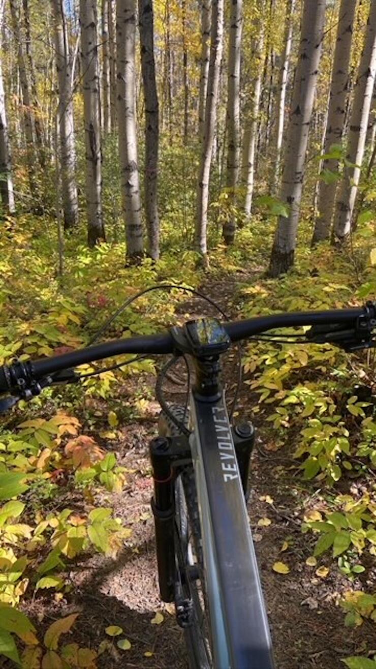 View from a bike of autumn forest