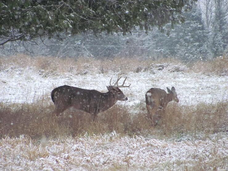 Trophy Whitetail Deer Hunting Ontario Northern Ontario Travel