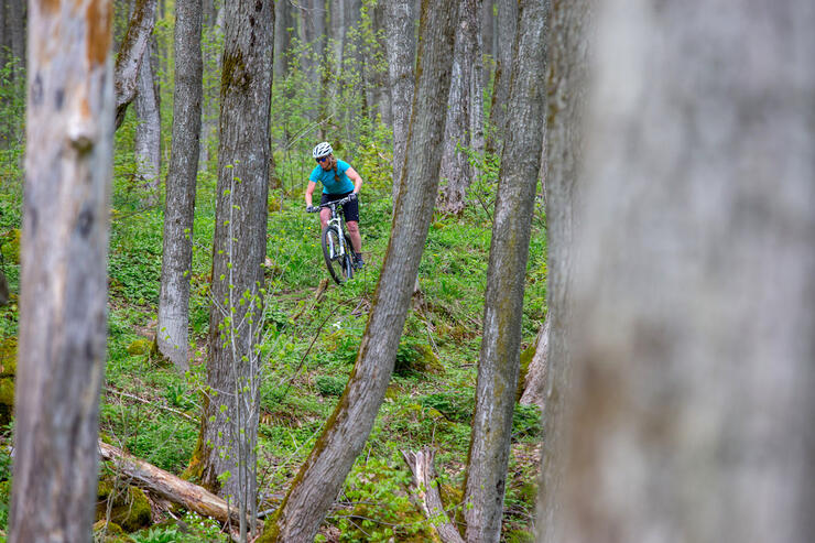 Mountain biker riding in a forest.