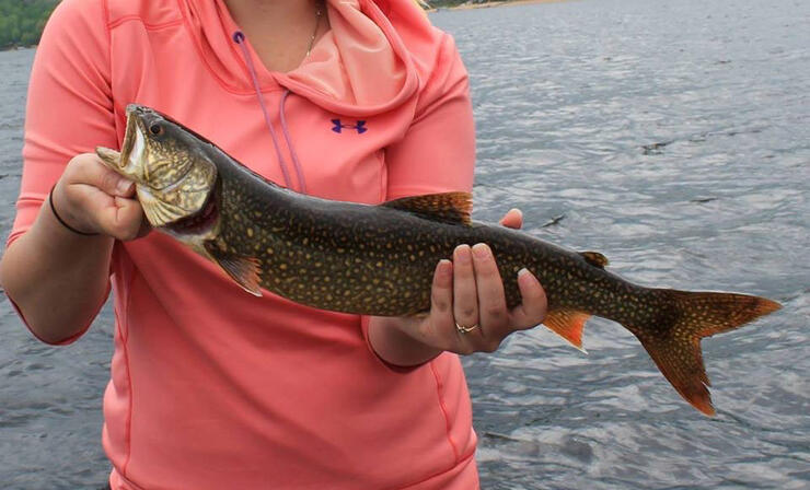 ontario lake trout