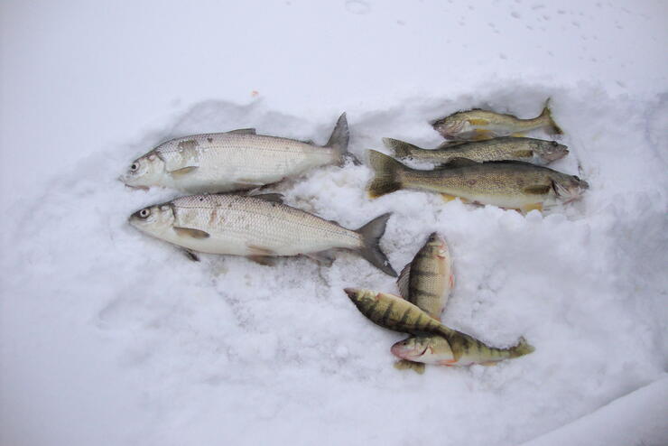 Whitefish and tullibee sport-netting to open on northern lakes