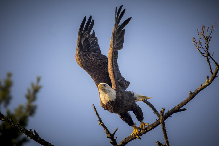Bald eagle with raised wings taking off from a branch.