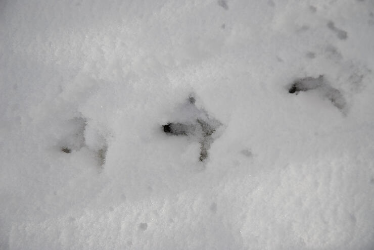 tracking grouse