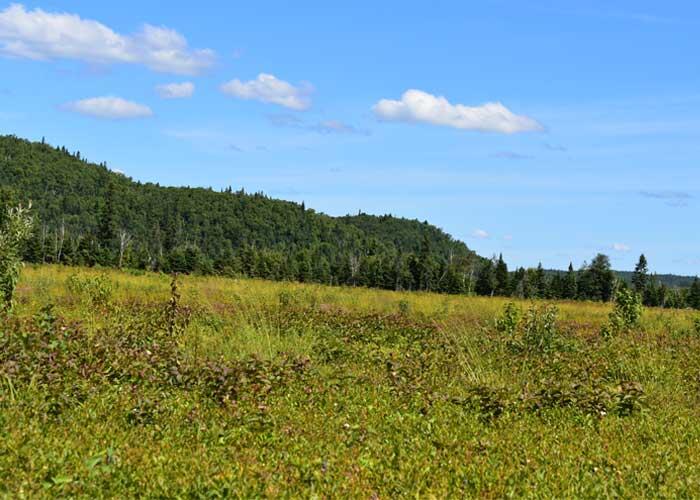 algoma highlands blueberry farm blueberry fields