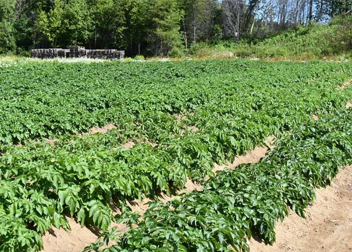 algoma highlands blueberry farm potato patch