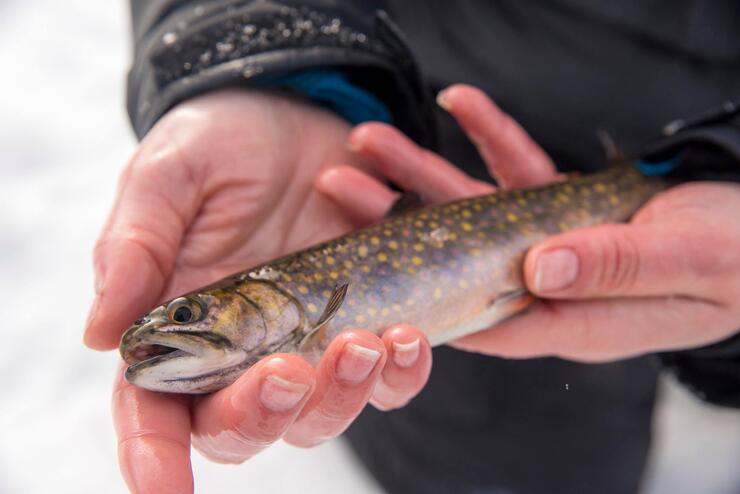 small brook trout