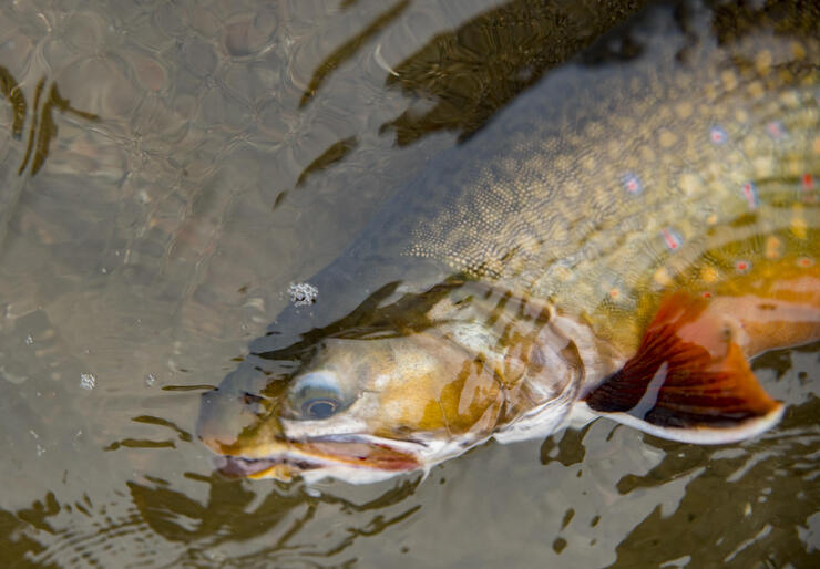 ontario brook trout