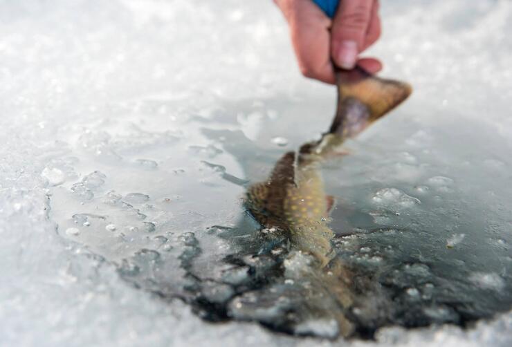 releasing brook trout through ice hole