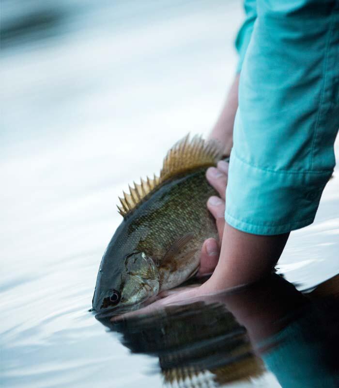 woman angler releasing smallmouth bass