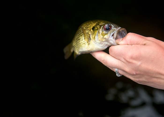 woman angler holding small ontario bass