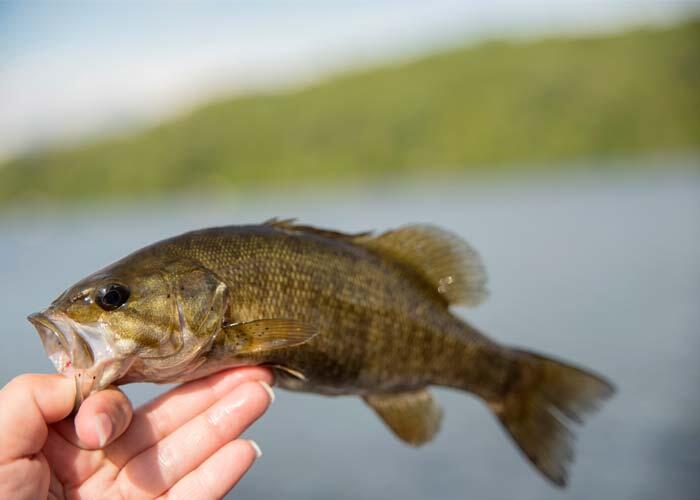 ontario smallmouth bass