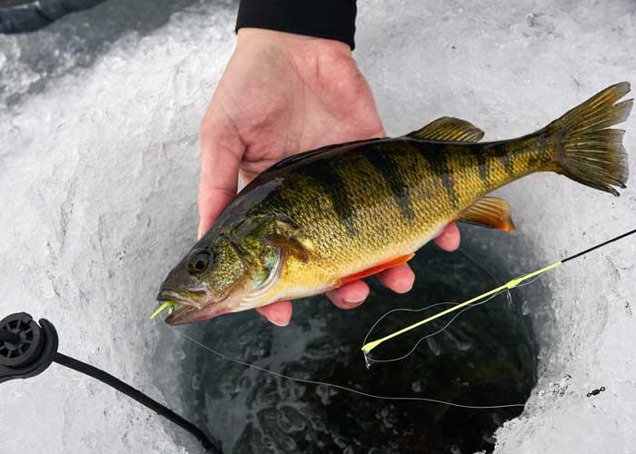 ice fishing for ontario perch