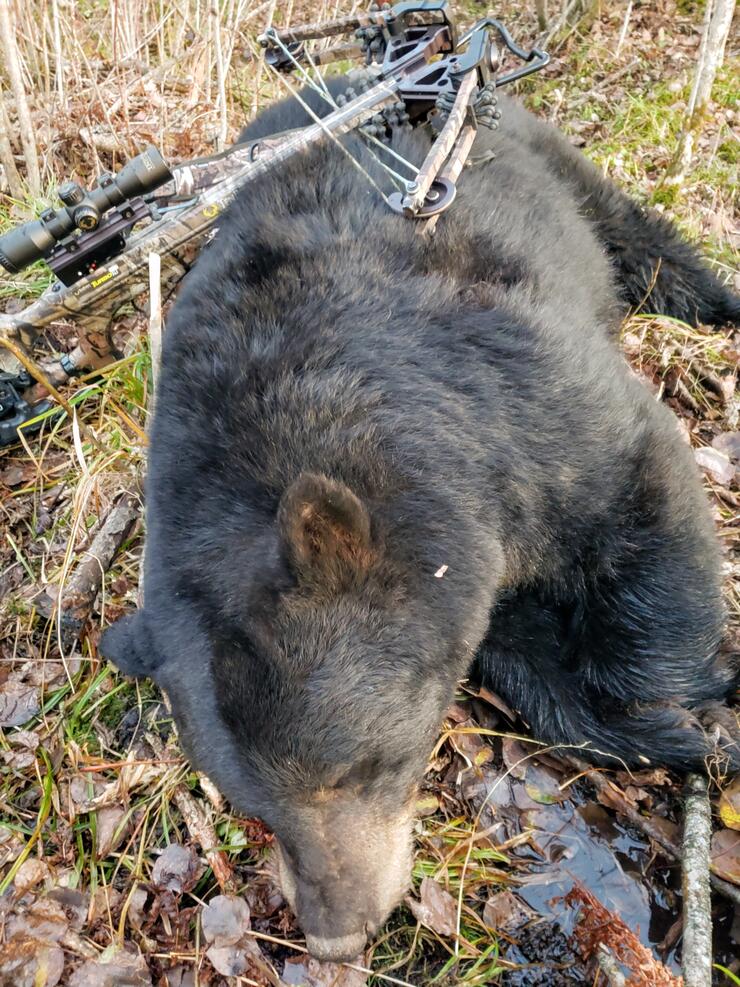 Up Close and Personal Bear Hunting