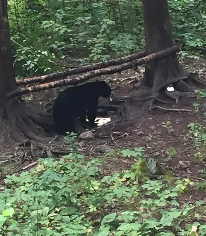 black bear feeding at bait site